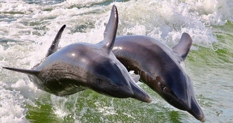 Bradenton Beach Dolphin & Wildlife Eco Tour