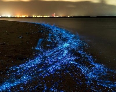 Merritt Island Bioluminescent Kayak Tour