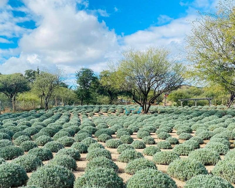 Family Lavender Farm Visit in Oracle, AZ