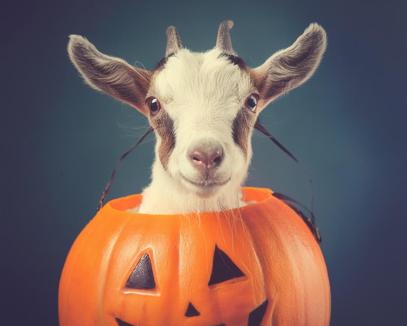 Halloween Baby Goat Cuddle & Hike in Northborough, MA