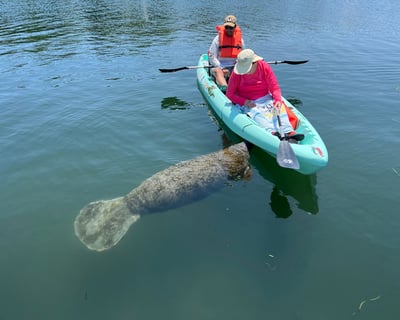 Clear Kayak Manatee Tour in Crystal River