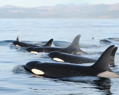 Whale Watching Cruise in San Diego