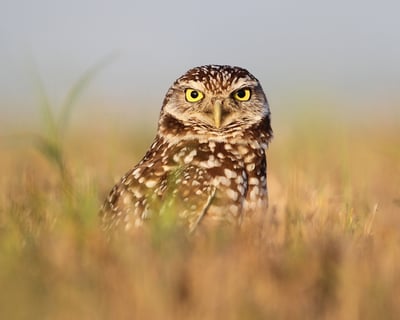 Pawnee National Grassland Birding Safari