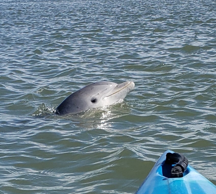 Dolphin Ecology Tour