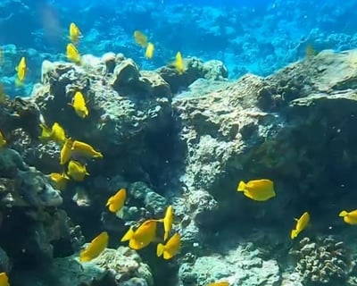 3.5-Hour Kealakekua Bay Snorkel Tour From Kona