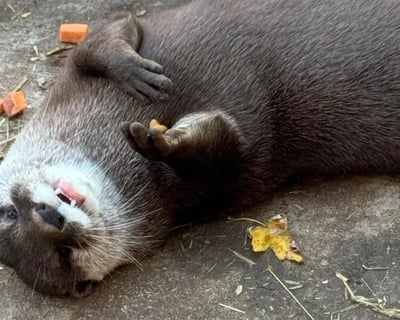 Otter Encounter & Farm Tour in Bremen
