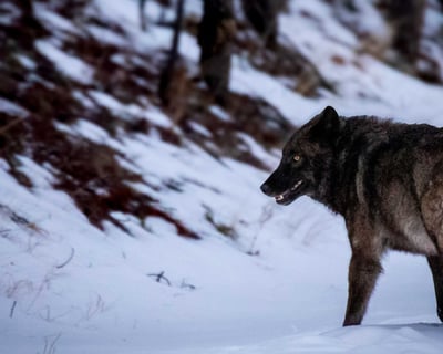 Private Yellowstone Winter Wildlife Safari from Big Sky