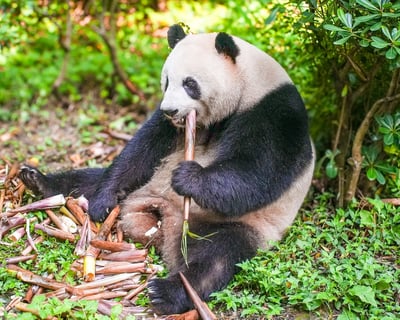 Full-Day Giant Panda, Teahouse & Food Tour in Chengdu