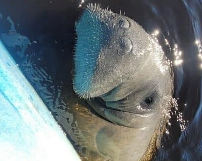 2-Hour Kayak Rental at Manatee Park
