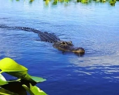 Everglades Airboat Tour & Alligator Show
