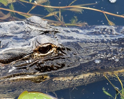 1-Hour Everglades Airboat Tour