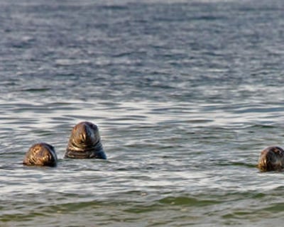 2-Hour Kids Sea Creature Cruise in Provincetown