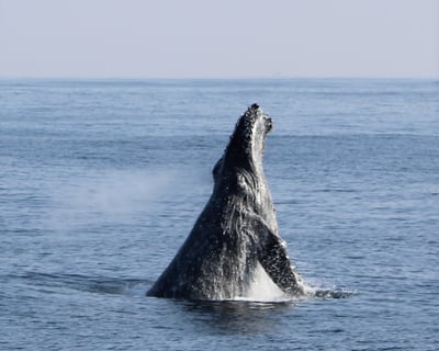 San Diego Whale & Dolphin Watching Cruise