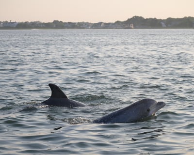 Private Back Bay Sunset Cruise in Ocean City