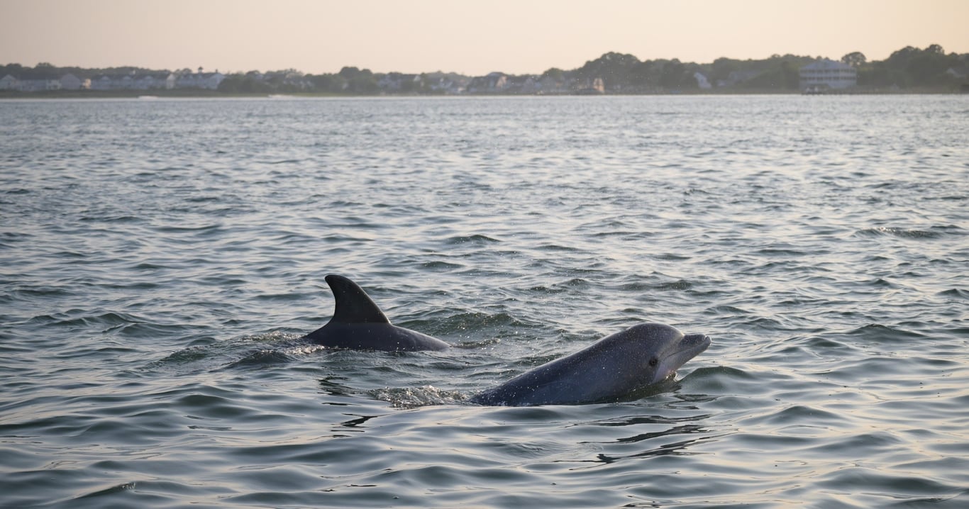 Private Back Bay Sunset Cruise from Ocean City