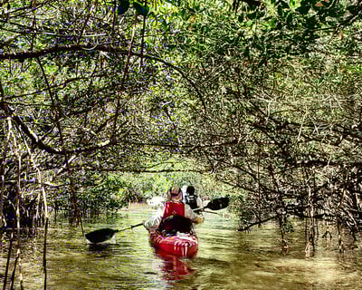 Lido Key Mangrove Tunnels Kayak Tour