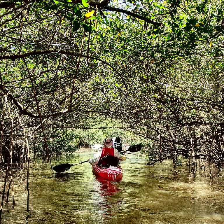 Lido Key Mangrove Tunnels Kayak Tour