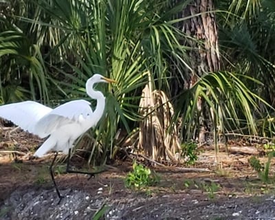 2-Hour Tampa Bay Estuary Eco Cruise