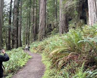 Private Guided Walking Tour of Redwood National Park