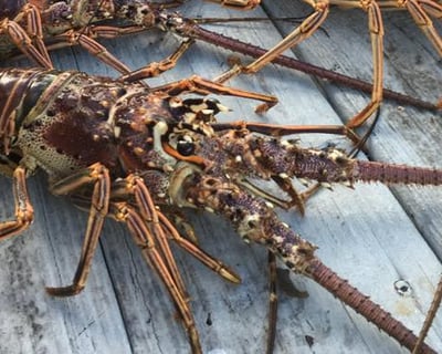 Lobster Snorkeling Charter in Islamorada