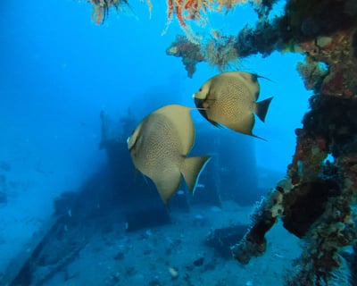 Hanahan 2-Tank Scuba Diving Tour