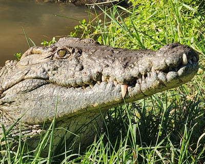 Explore Crocodile Encounter Day Pass & Scavenger Hunt
