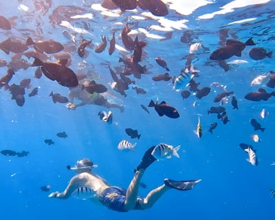 Snorkel Turtle Canyon Guided Tour From Honolulu