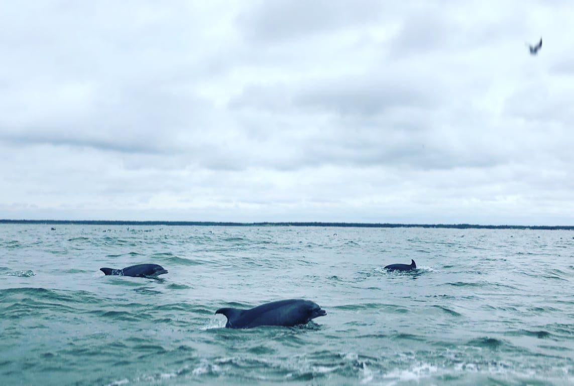 Guided Jet Ski Dolphin Tour in Myrtle Beach