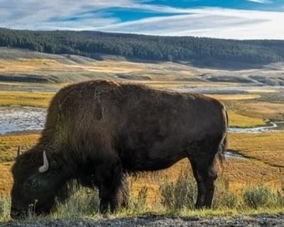Explore Yellowstone On A 10-11 Hour Safari From Cody