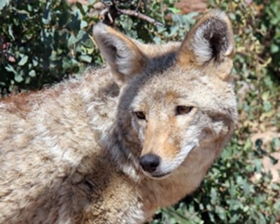 Private Guided Zoo Tour in Prescott