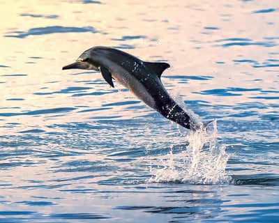 Key West Sunset Dolphin Watch Cruise