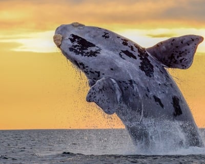 Sunset Whale Watching BYOB Cruise in Honolulu