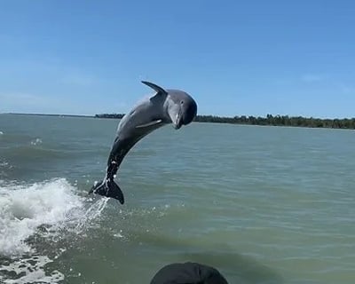 10,000 Islands Wildlife Eco Tour