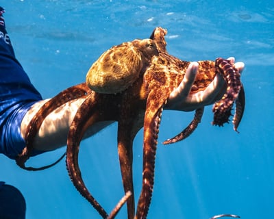 Turtle Canyon Snorkel Tour in Honolulu