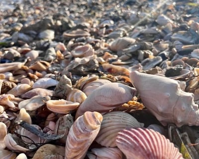 Private Shelling Cruise in Port Aransas
