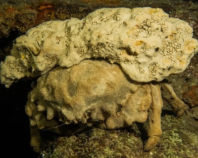 3.5-Hour Sunset & Night Dive