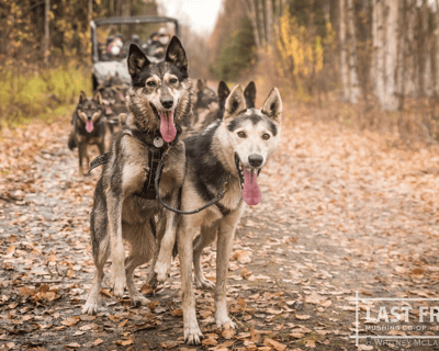 Fall Dog Mushing Tour in Fairbanks