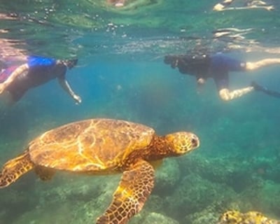 Haleiwa Snorkel & Scuba Dive Combo Tour