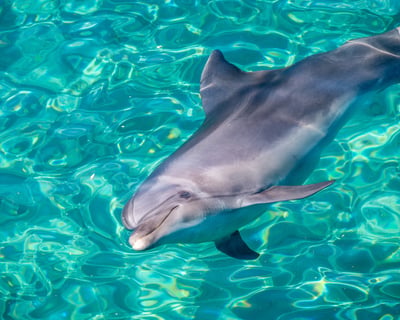Navarre Dolphin Cruise Charter