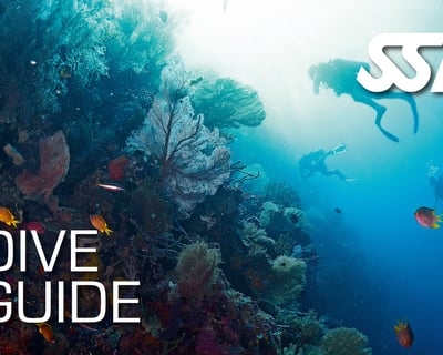 6-Day Dive Guide Course in Ramrod Key