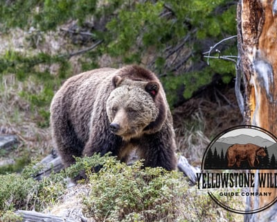 Yellowstone National Park Wildlife Safari