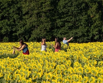 Lee Sunflower Festival