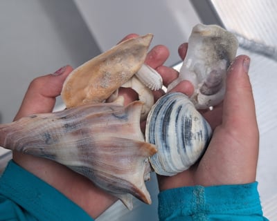 3-Hour Shelling Cruise Around Fripp