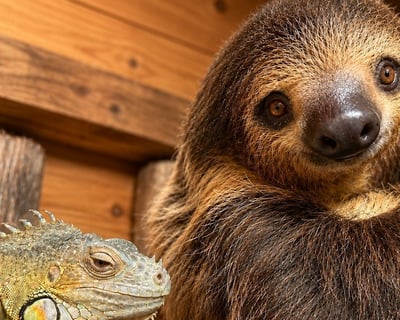 Sloth Encounter in Grand Saline