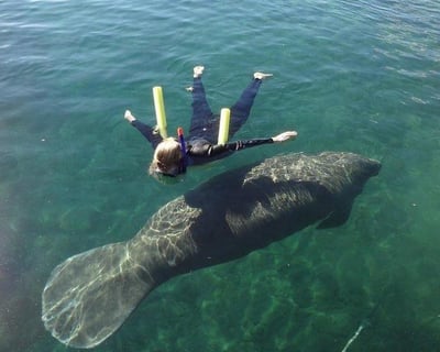 Swim With Manatees Group Tour In Crystal River