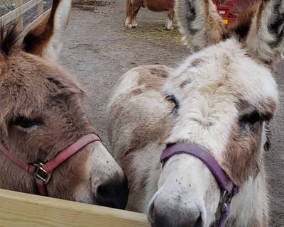 Abma's Farm Barnyard Petting Zoo Admission