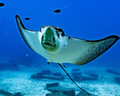 4-Hour Guided Dive Trip in Honolulu