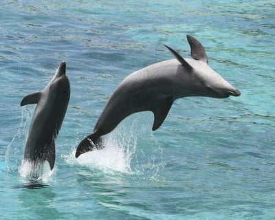 Sand Island Beach Stop and Dolphin Tour