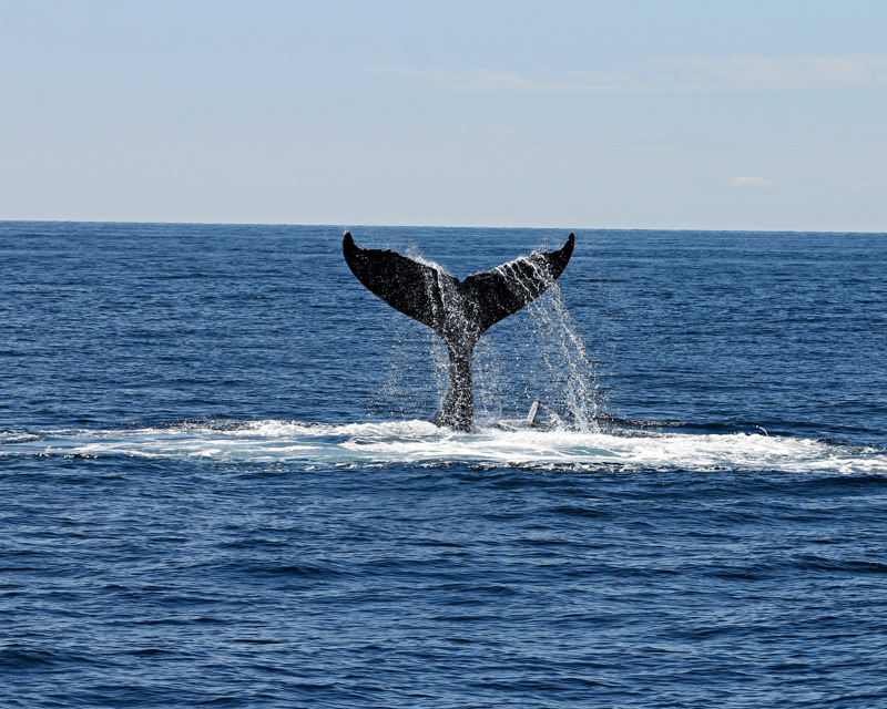 Private Humpback Whale Watching Charter in Providenciales