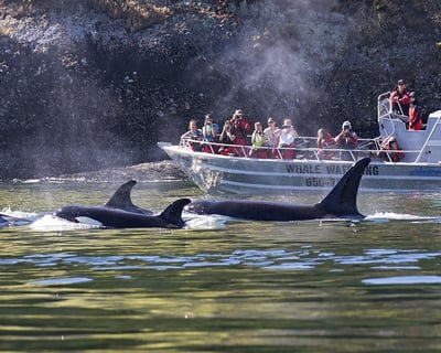 3-Hour Salish Sea Whale Watching Tour